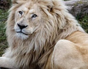 Toronto Zoo Euthanizes Beloved White Lion Fintan After Health Crisis